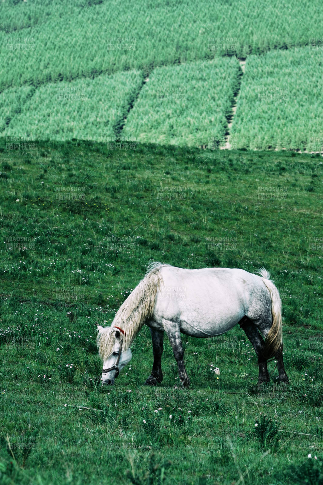 草地上的白马图片