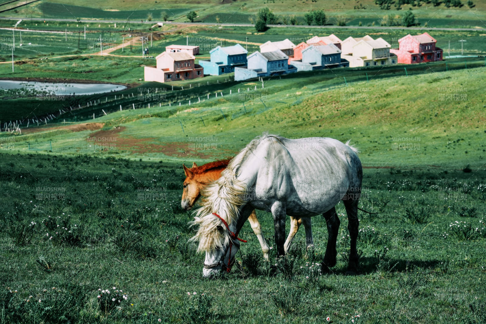 坝上草原马与彩色房屋图片