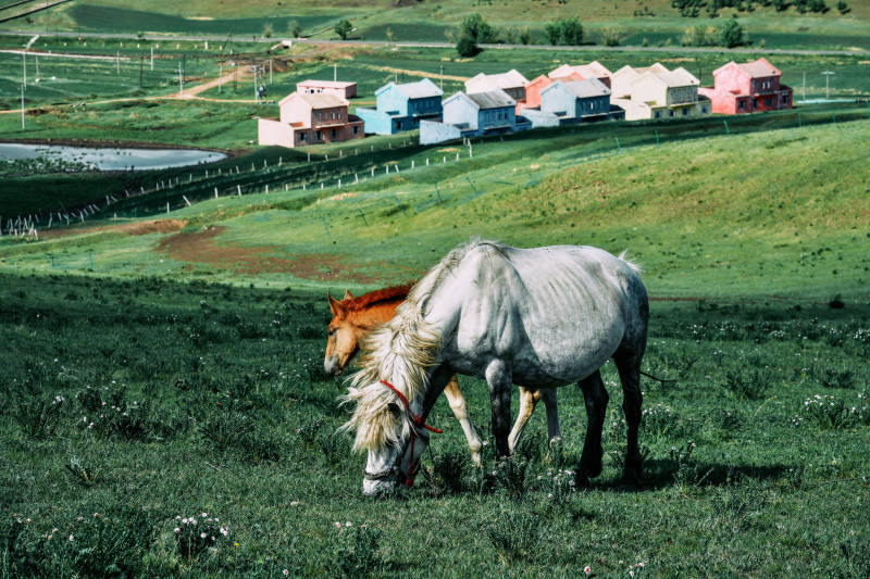 坝上草原马与彩色房屋图片