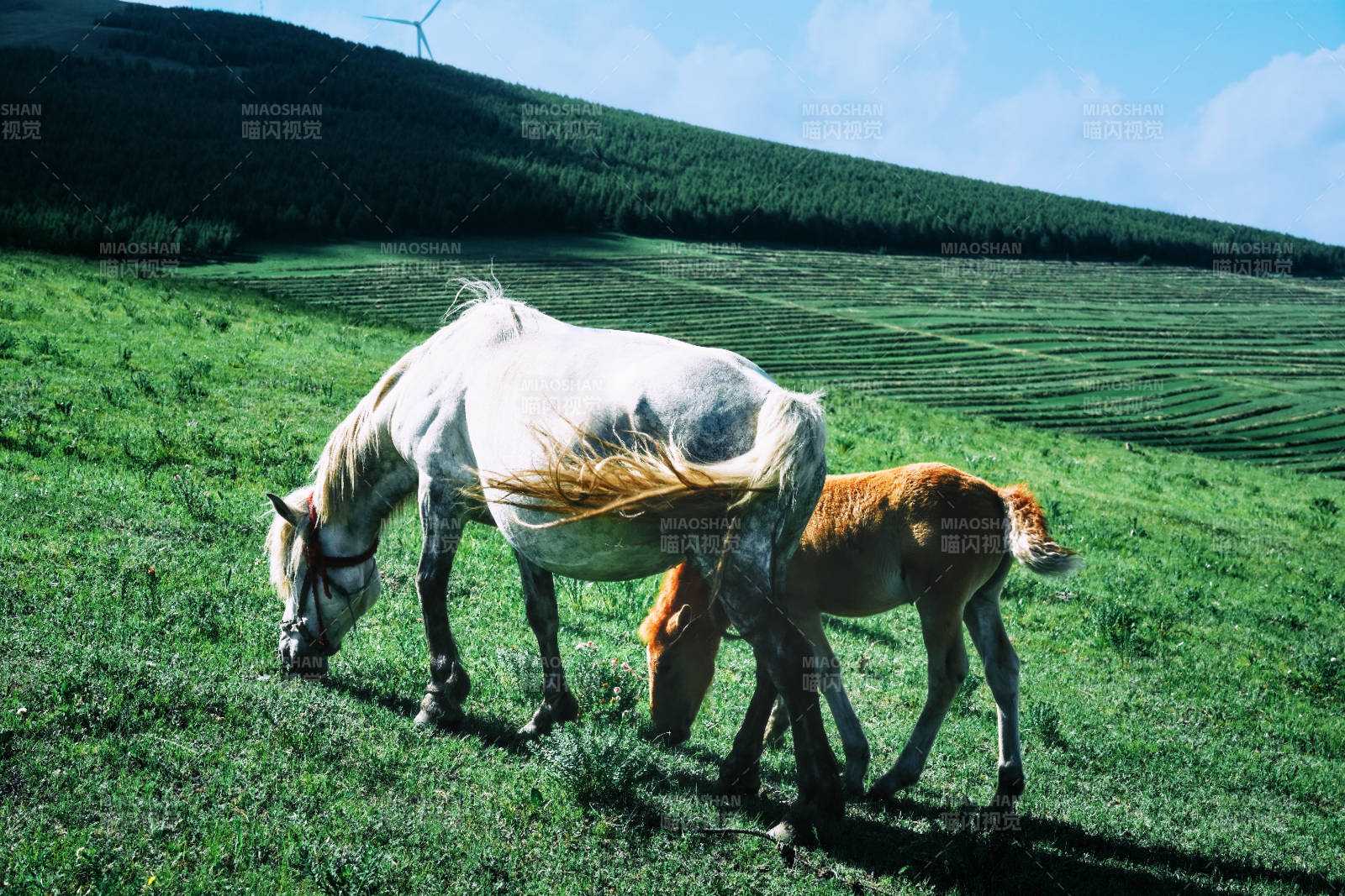 草原上的母子马图片