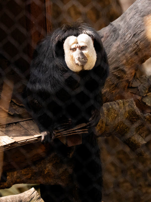 黑白相间的猴子在树上图片