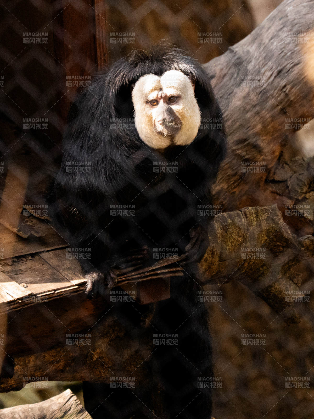 黑白相间的猴子在树上图片