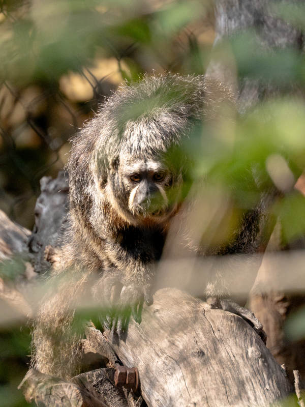 树上的毛茸茸猴子图片