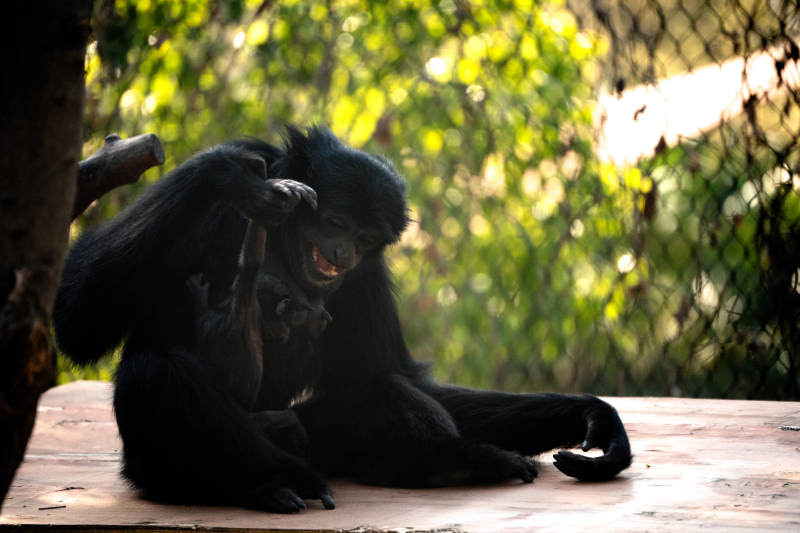 黑猩猩的亲密互动瞬间图片