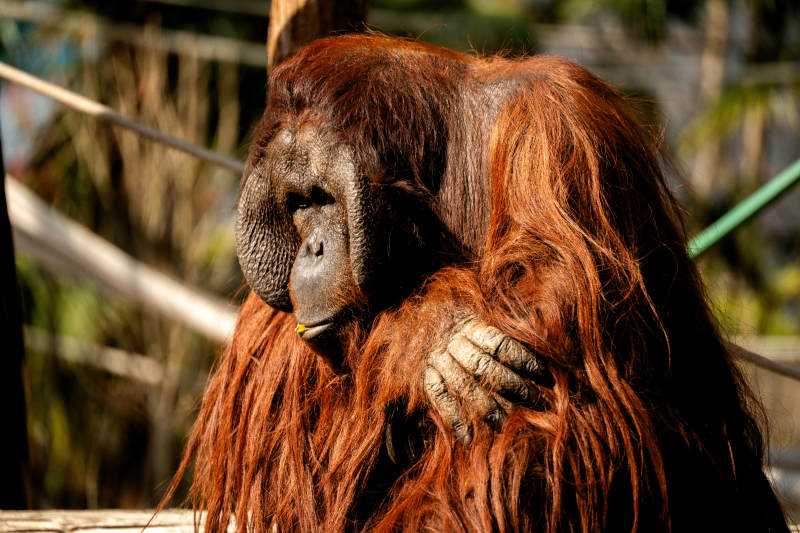 红毛猩猩的沉思时刻图片