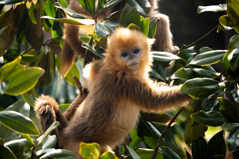 金丝猴在树间嬉戏图片