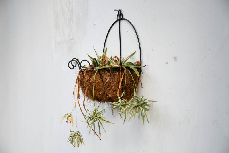 悬挂椰壳盆栽绿植装饰图片