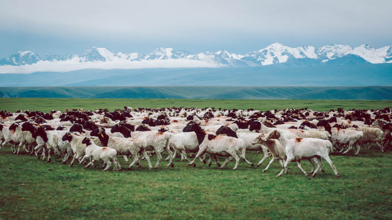 雪山下的羊群奔跑图片