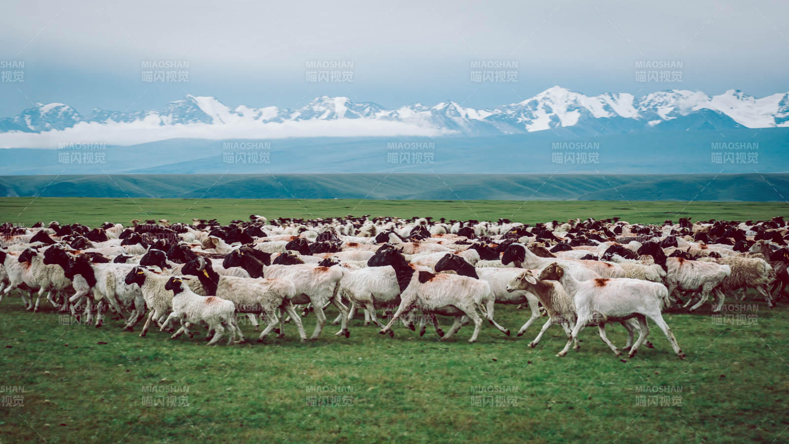 雪山下的羊群奔跑图片