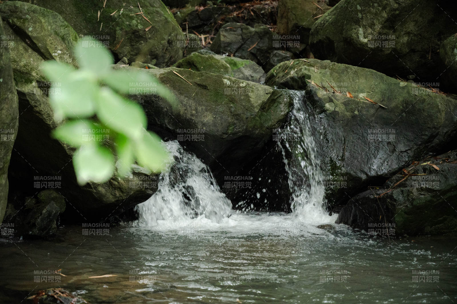 山涧流水 绿叶相伴图片