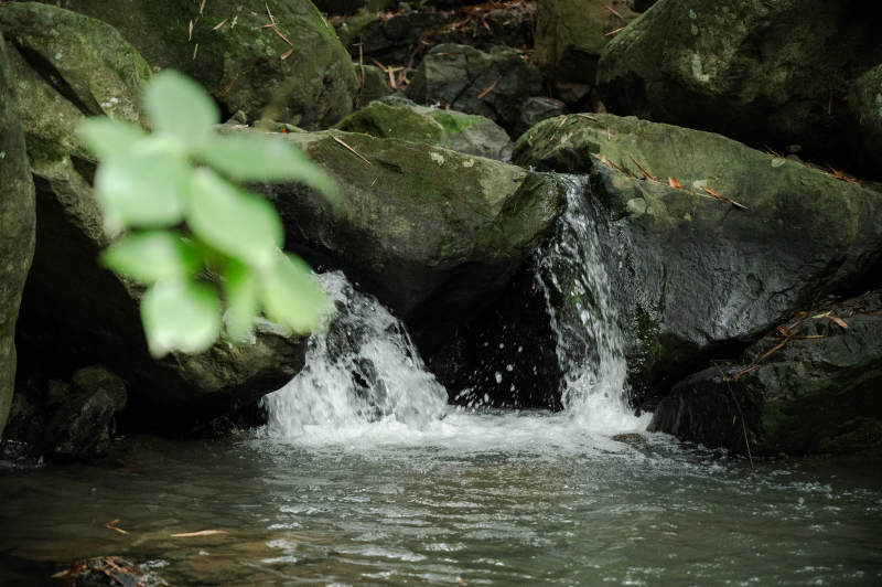 山涧流水 绿叶相伴图片