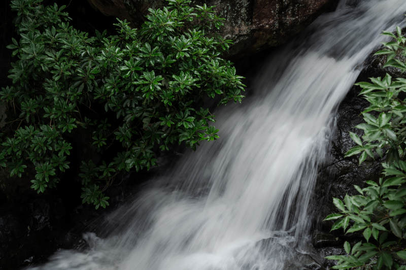 山涧流水 绿植相伴图片
