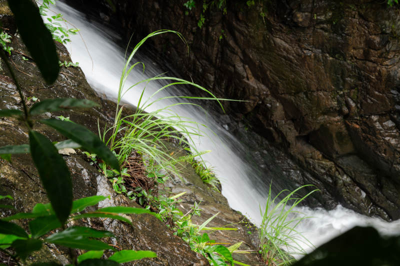 山涧溪流 绿植相伴图片