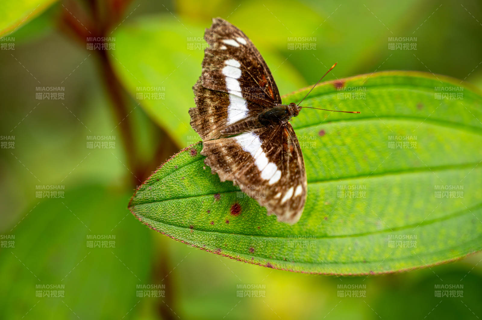 蝴蝶栖息绿叶之上图片