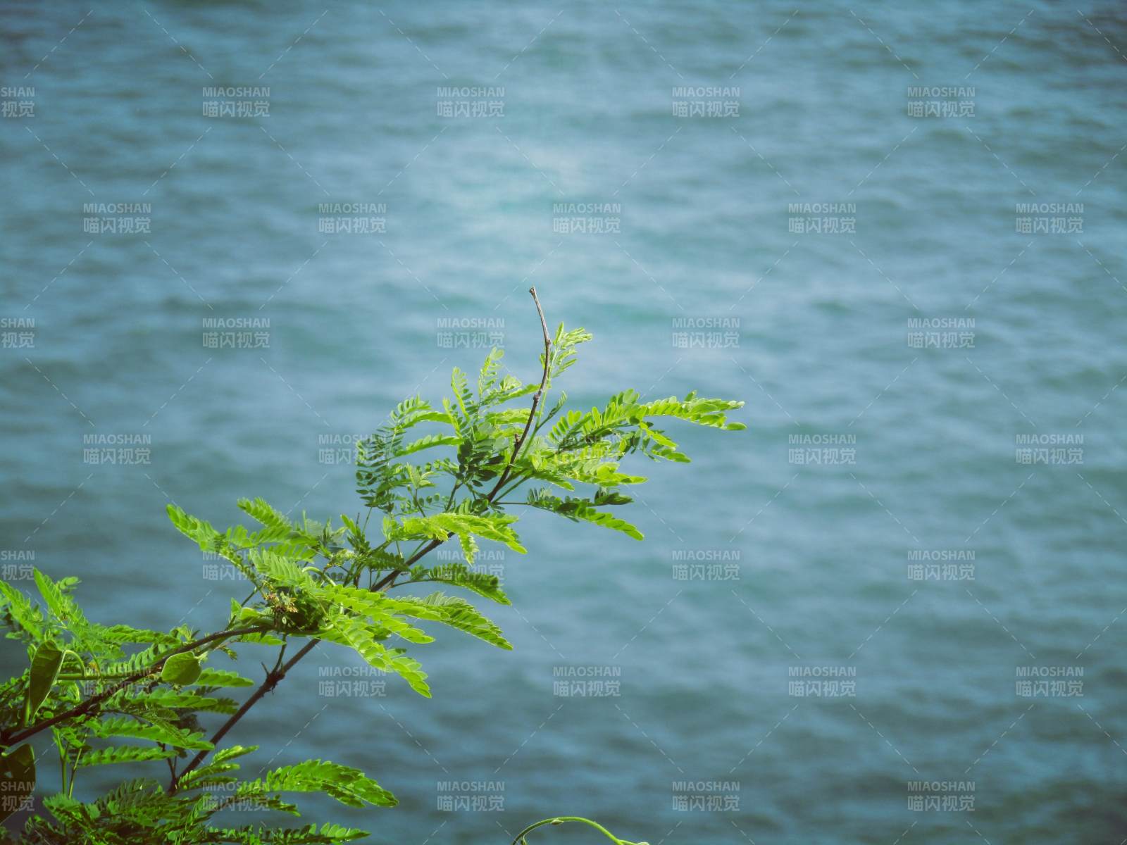 湖畔绿枝随风摇曳图片