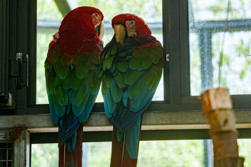 双鹦鹉窗前相依偎图片