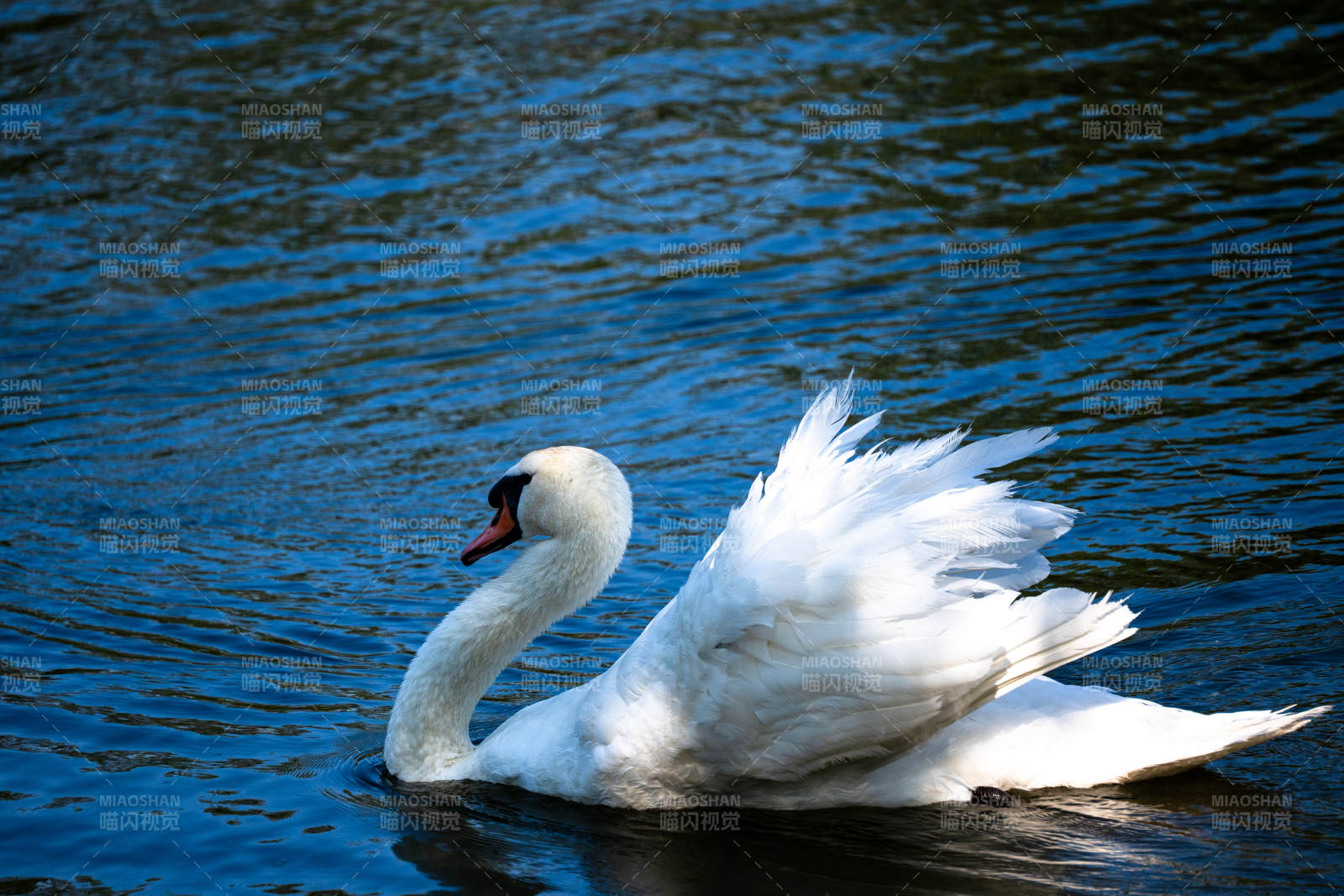 湖中天鹅展翅飞翔图片