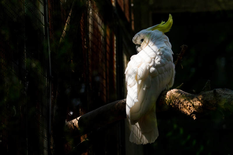 阳光下的白色鹦鹉图片