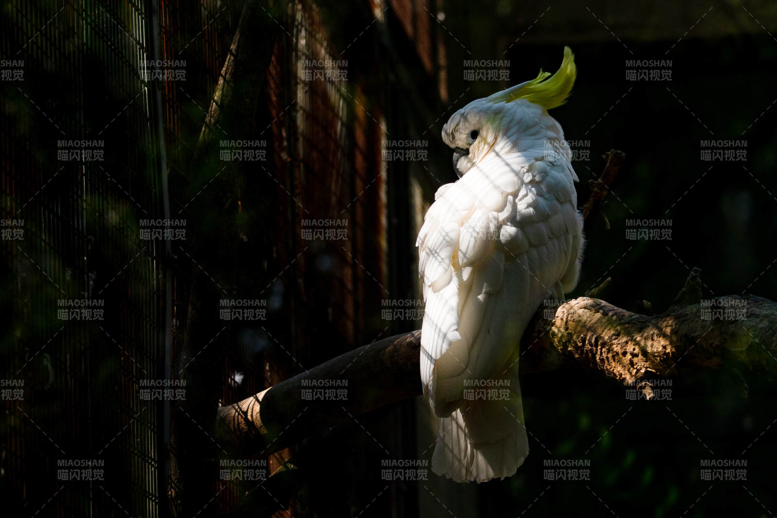 阳光下的白色鹦鹉图片