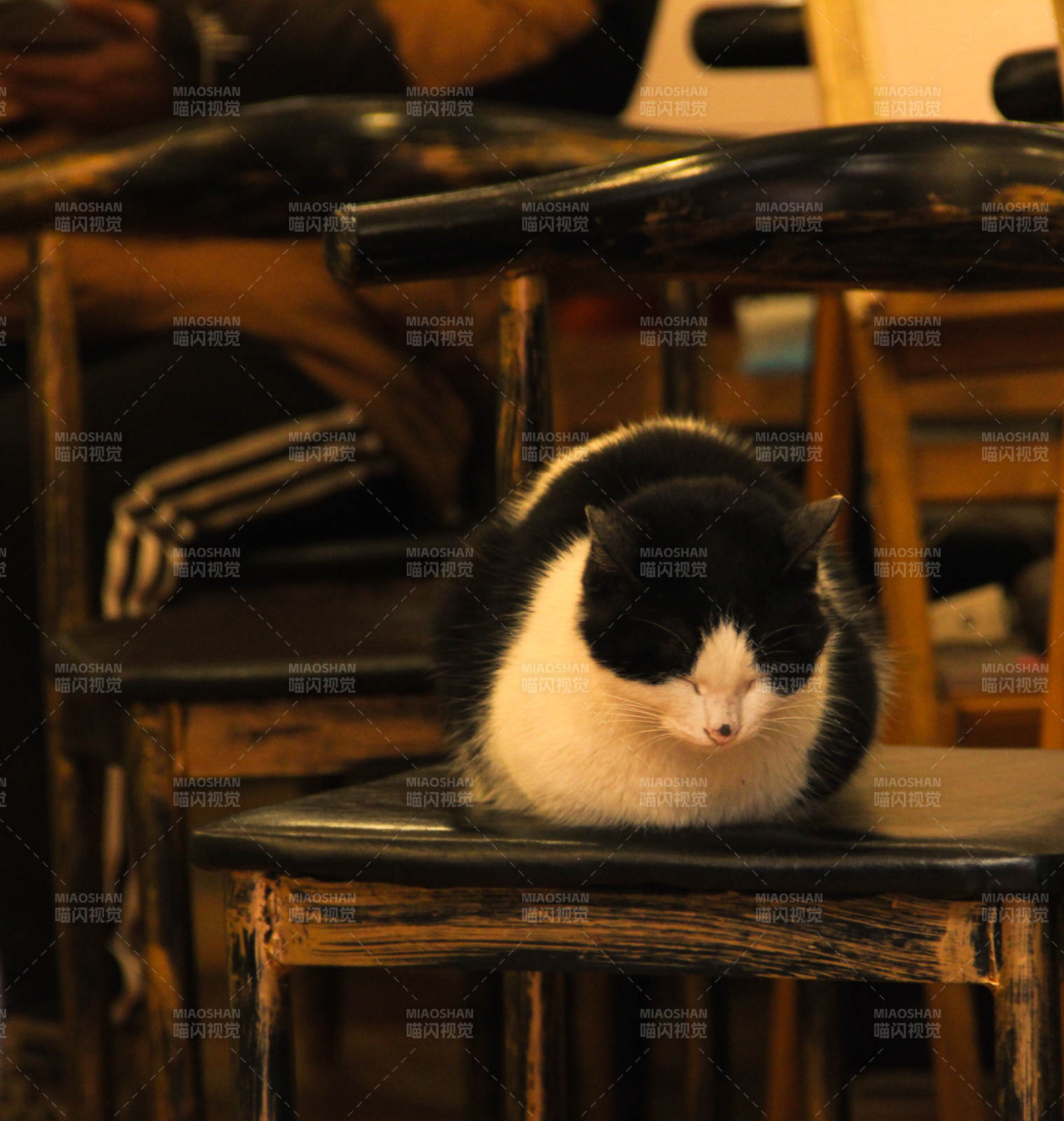 黑白色猫咪静卧椅上图片