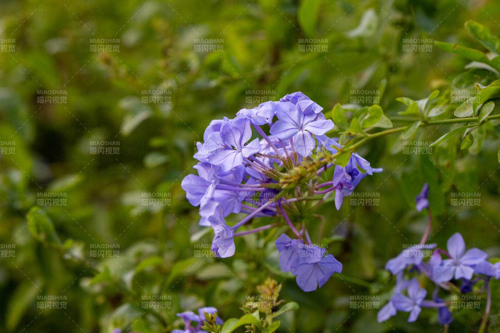 紫色小花在绿叶中绽放图片