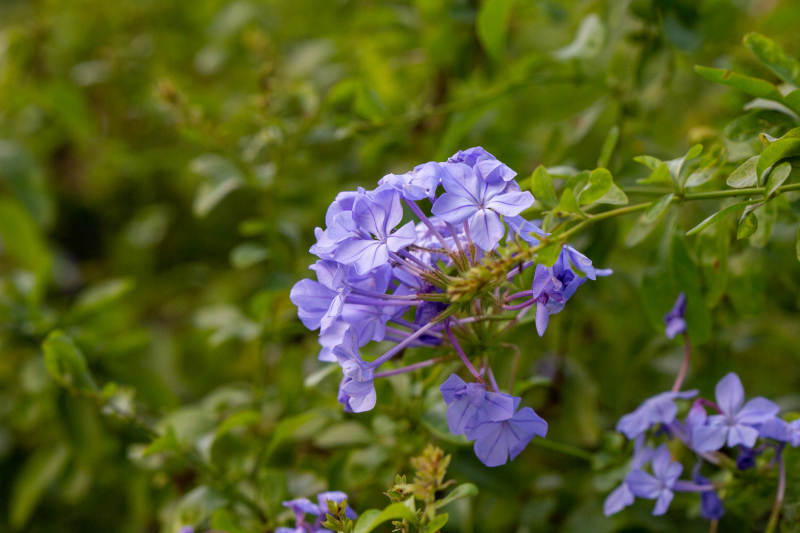 紫色小花在绿叶中绽放图片