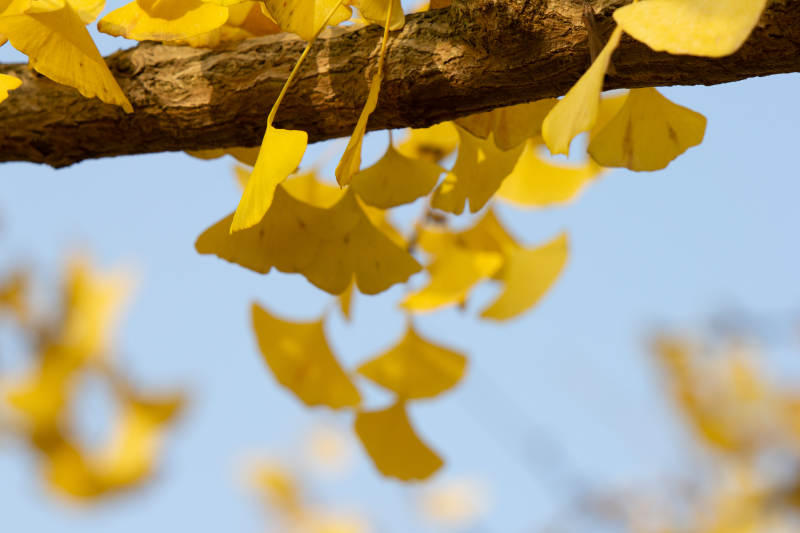 秋日银杏叶的金黄之美图片