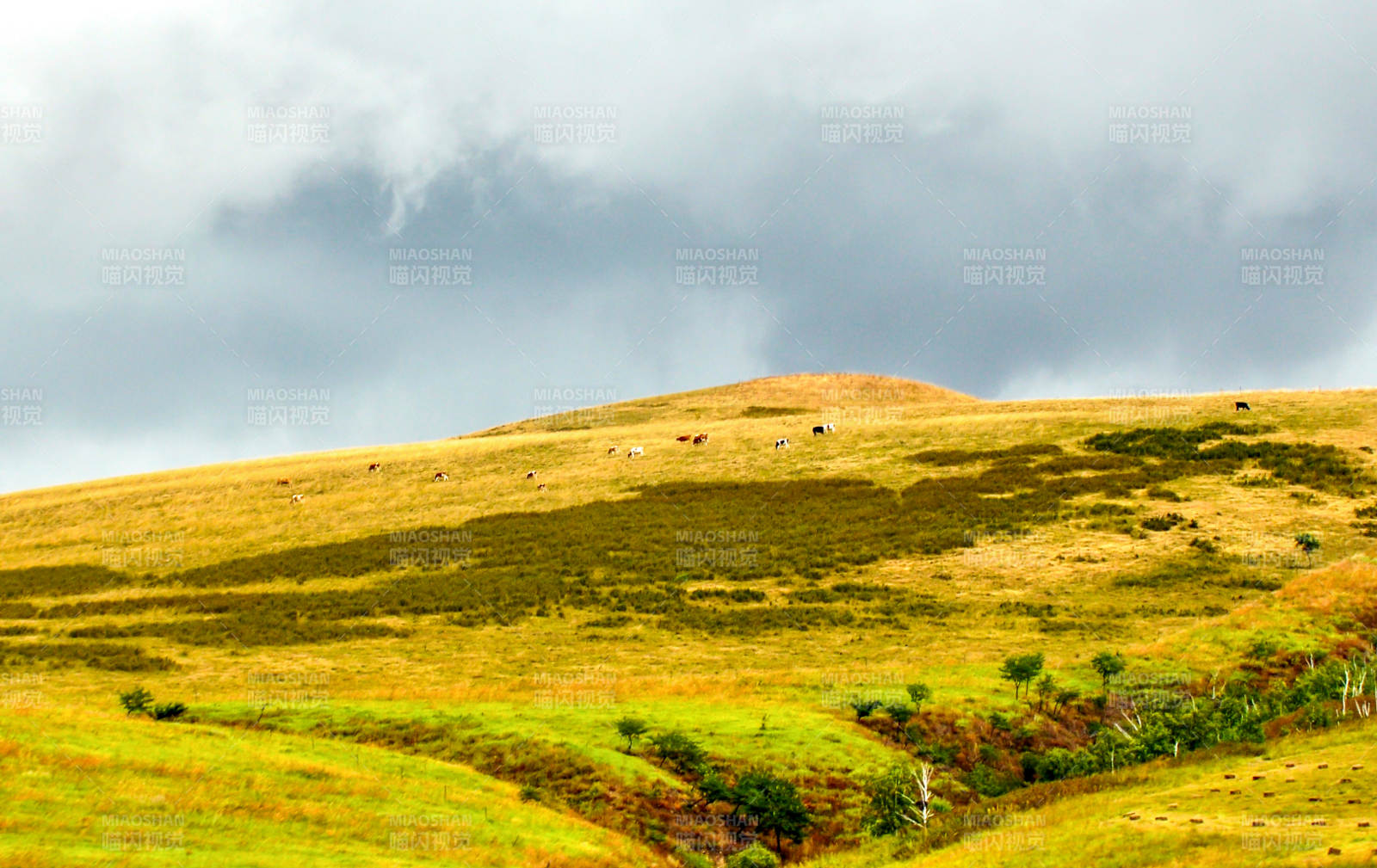 草原上的宁静时光图片