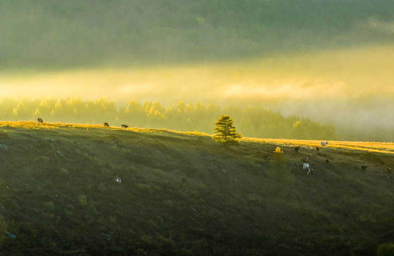 晨雾中的草原风光图片