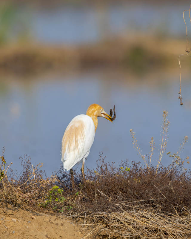 牛背鹭捕食瞬间图片