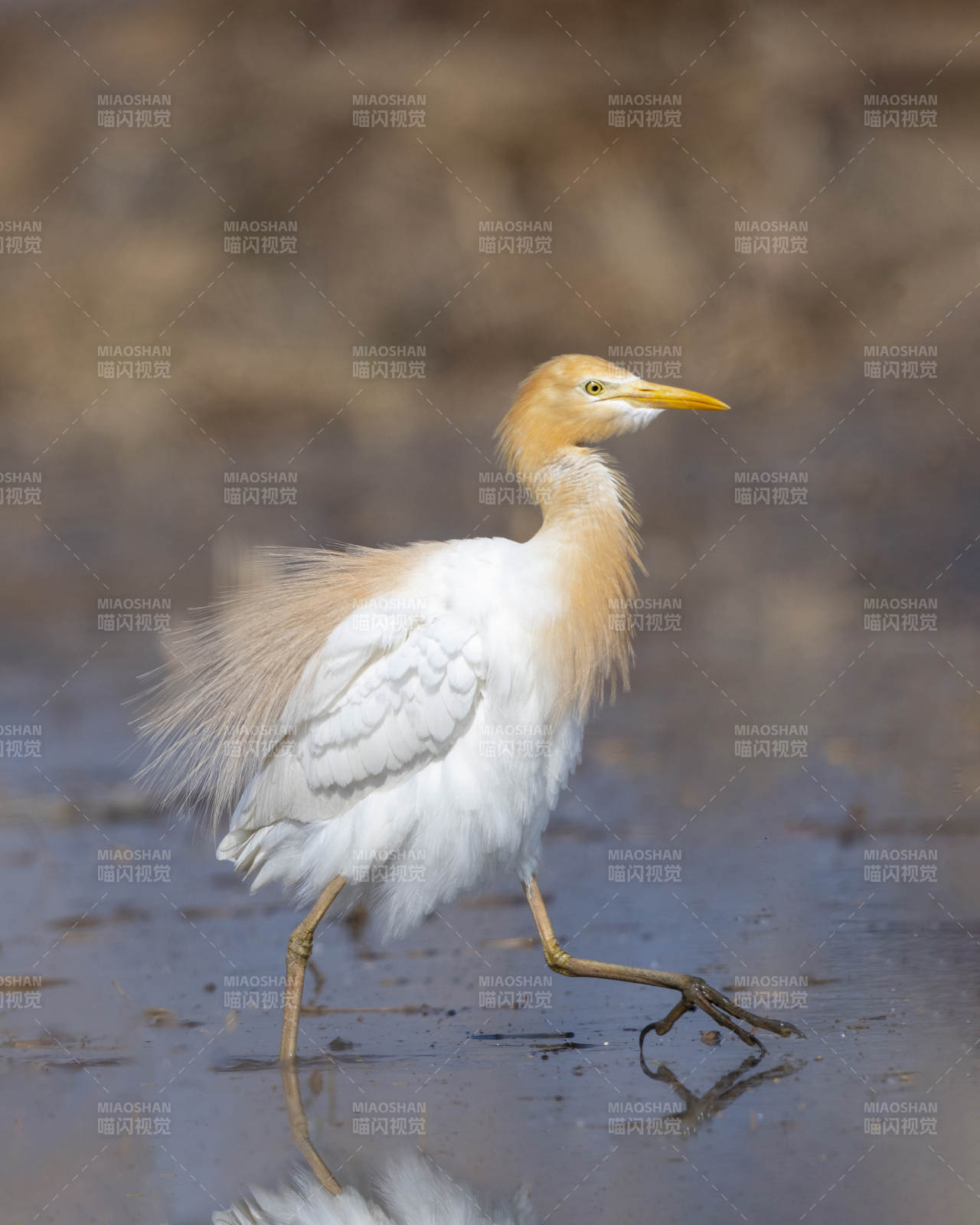 池塘边的牛背鹭漫步图片