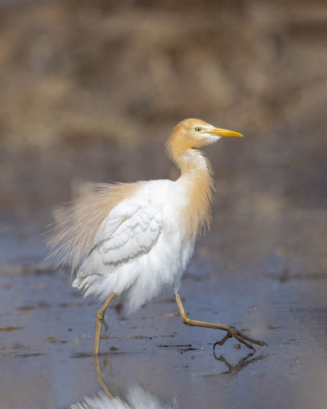 池塘边的牛背鹭漫步图片