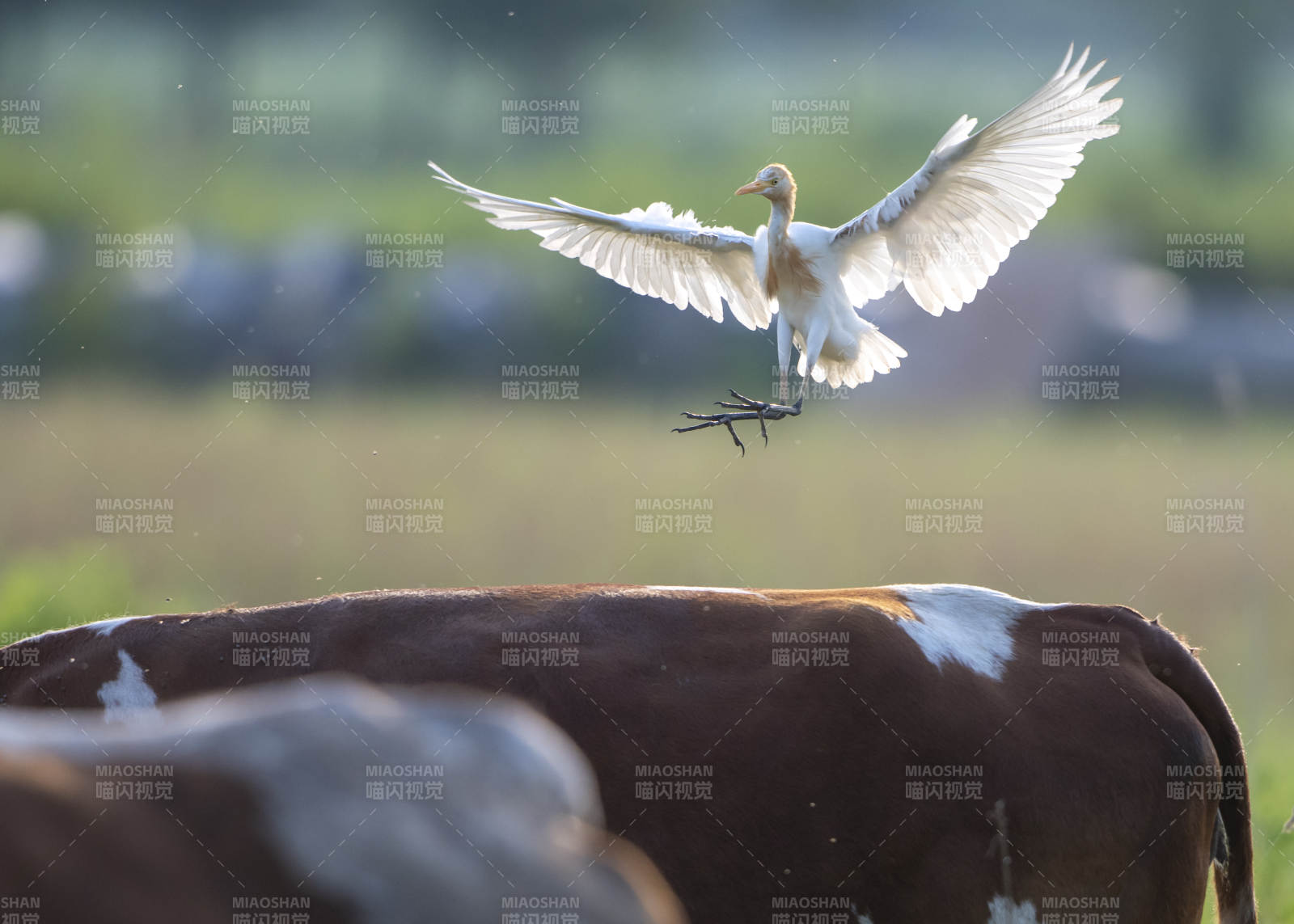 白鹭飞翔 牛背相伴图片