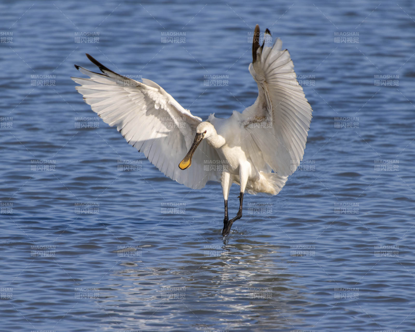 琵鹭展翅掠过水面图片