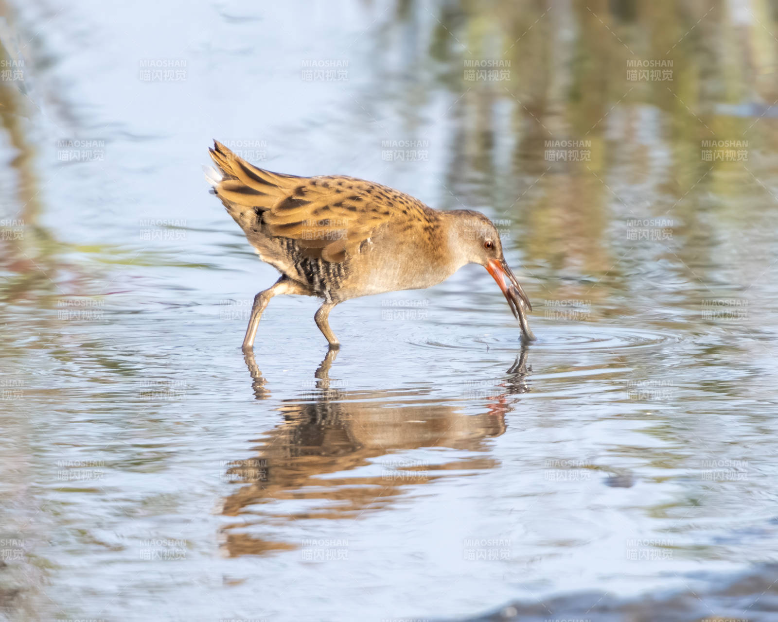 水鸟觅食瞬间图片