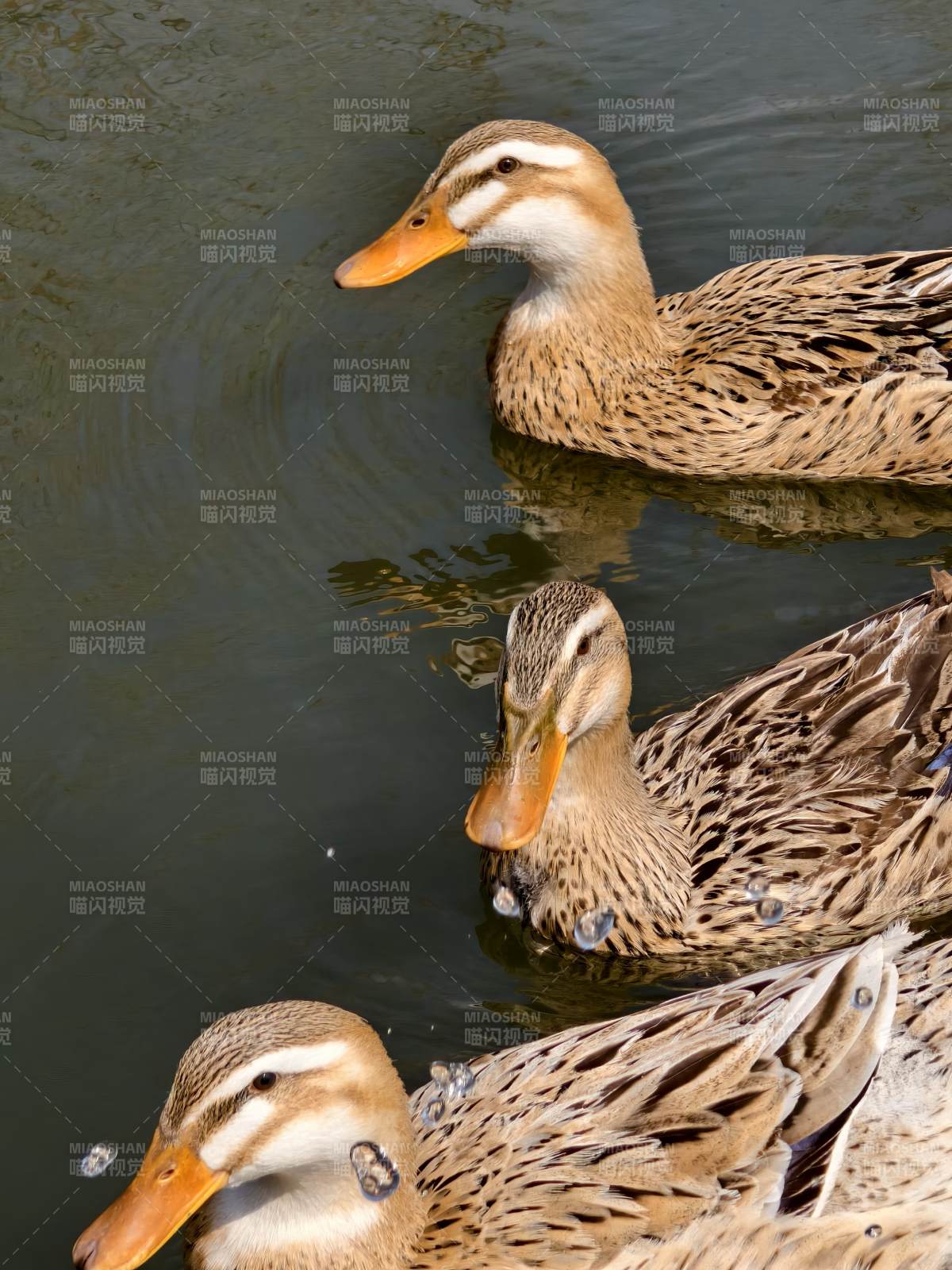 池塘中的三只鸭子图片