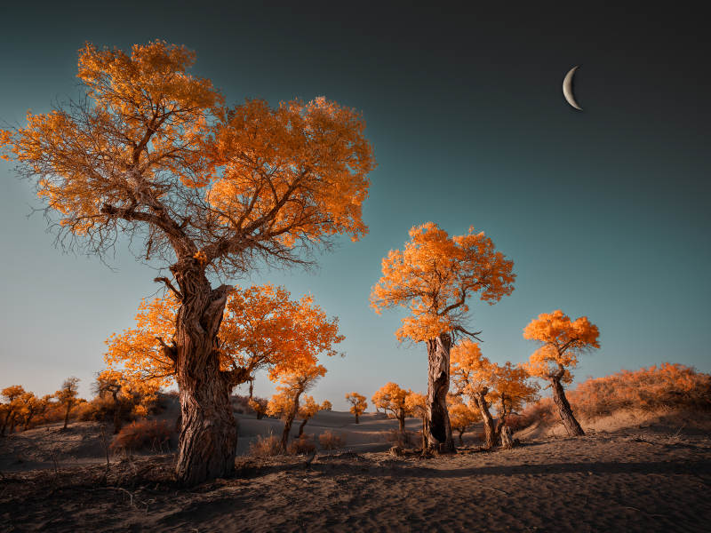 秋日胡杨林的静谧之美图片