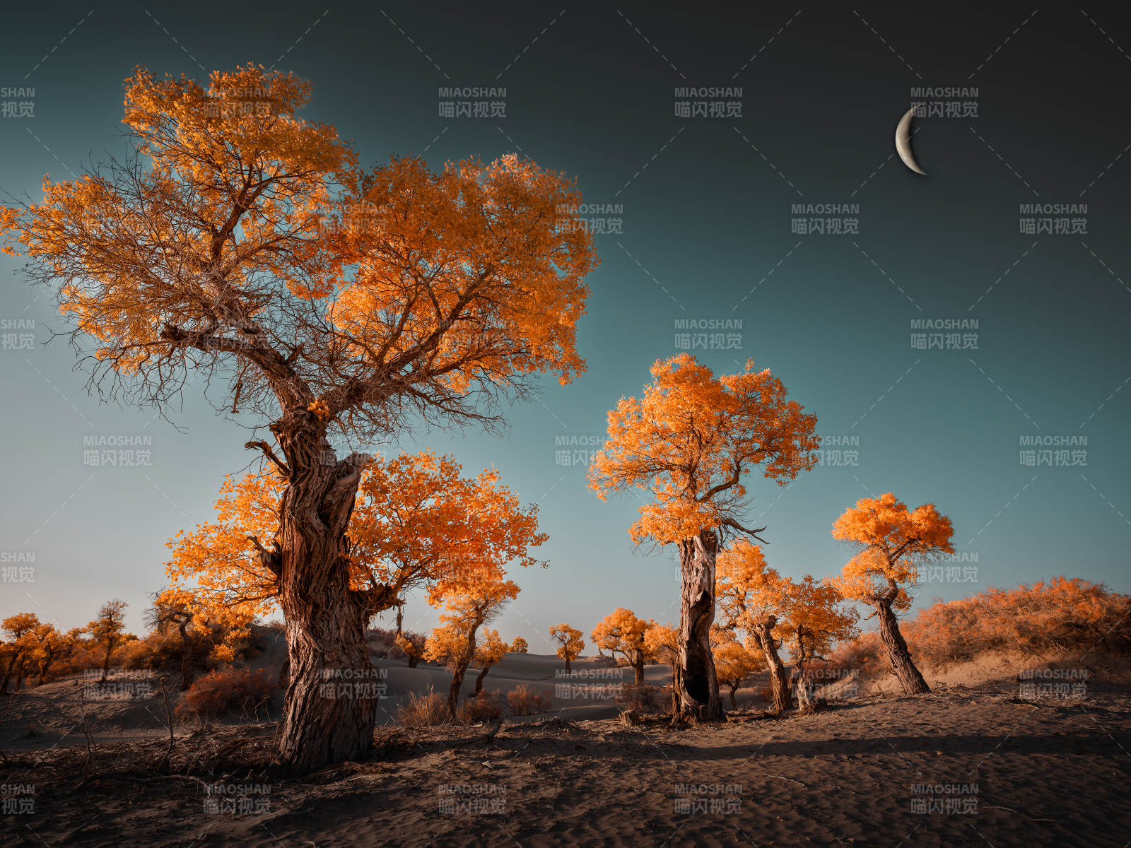 秋日胡杨林的静谧之美图片