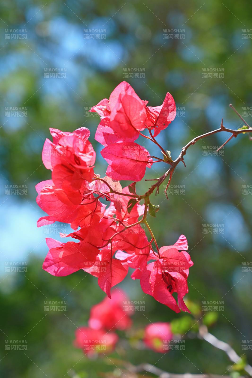 红色三角梅在阳光下绽放图片