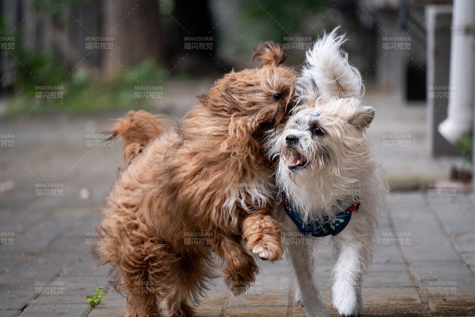 两只小狗嬉戏打闹图片