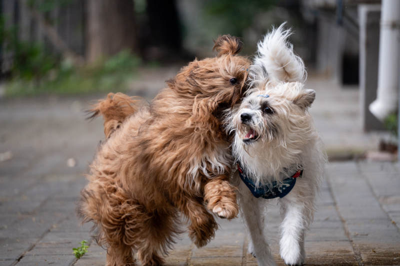 两只小狗嬉戏打闹图片