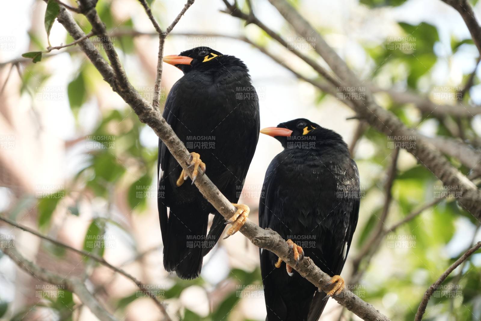 树上的两只黑鸟图片