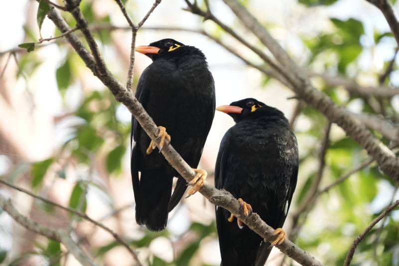 树上的两只黑鸟图片