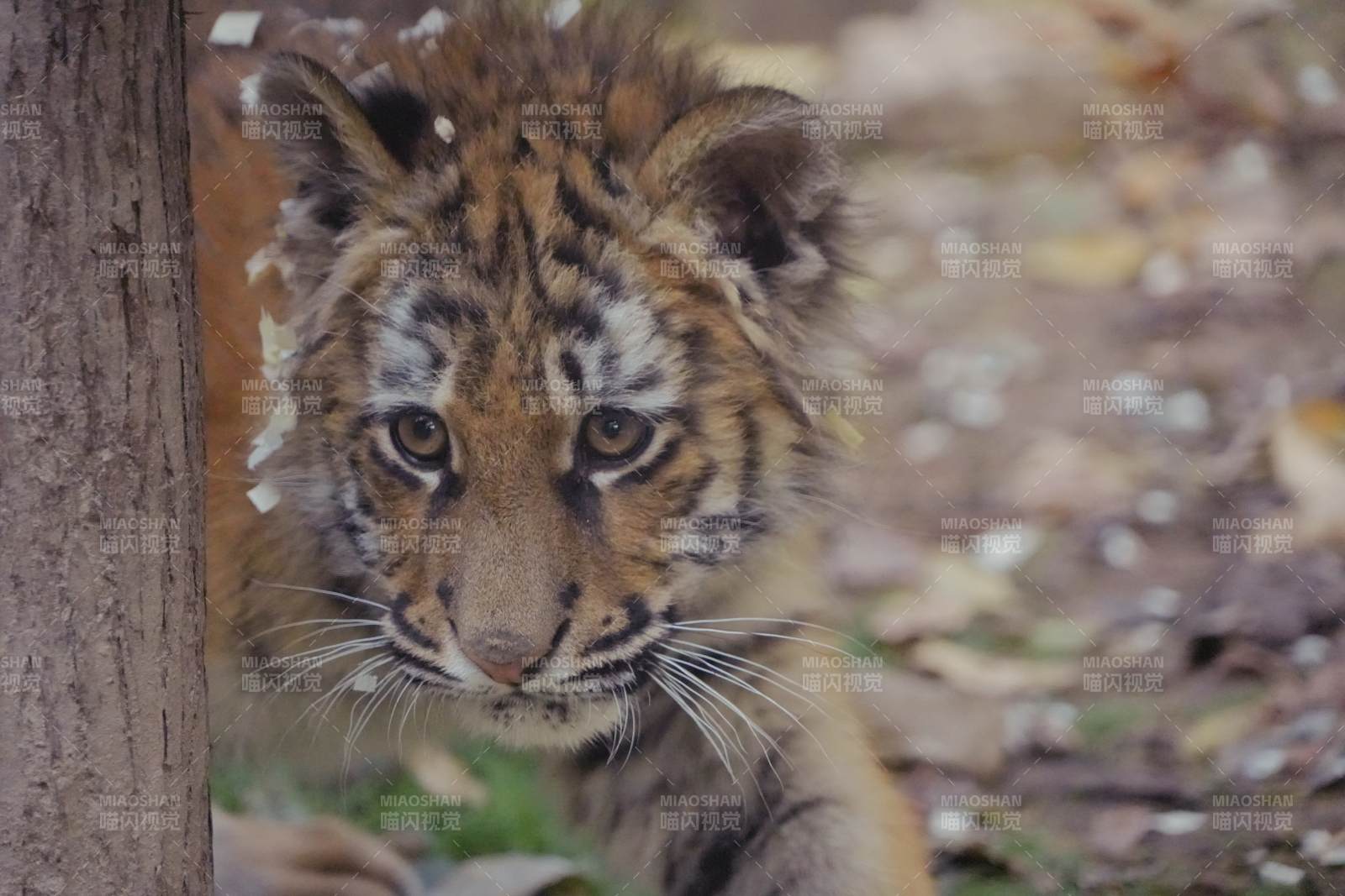 小老虎的可爱瞬间图片