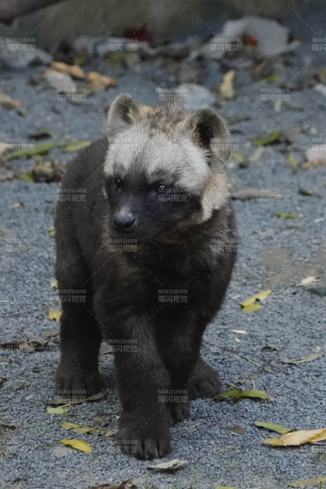 斑鬣狗幼崽的可爱瞬间图片