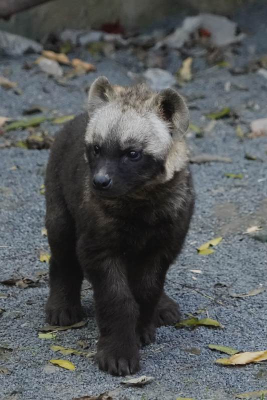 斑鬣狗幼崽的可爱瞬间图片