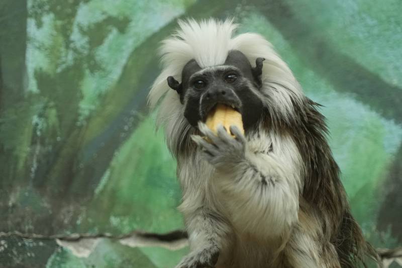 吃香蕉的猴子图片