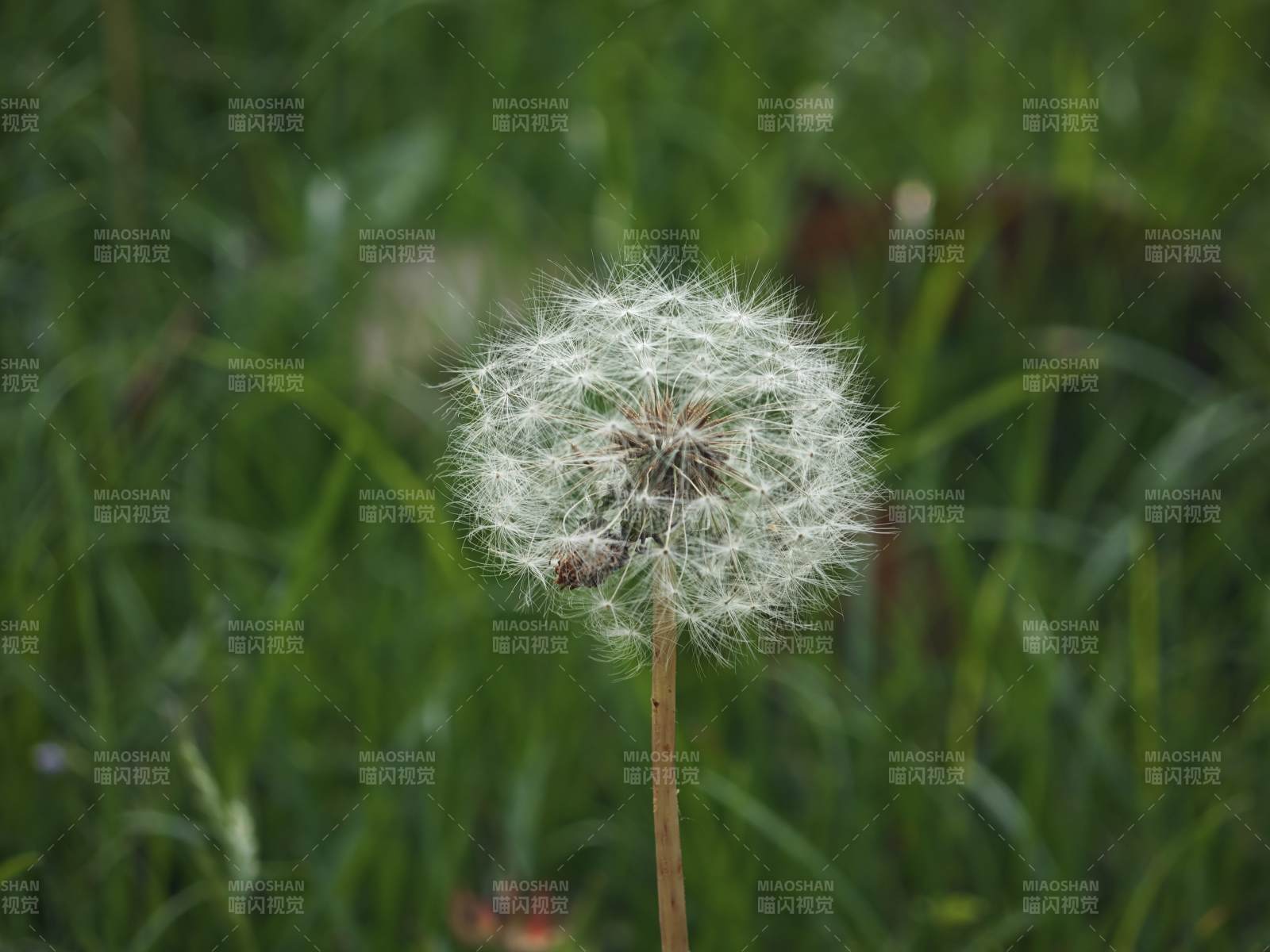 蒲公英的种子随风飘扬图片