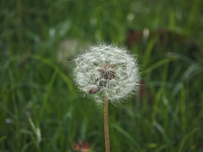 蒲公英的种子随风飘扬图片