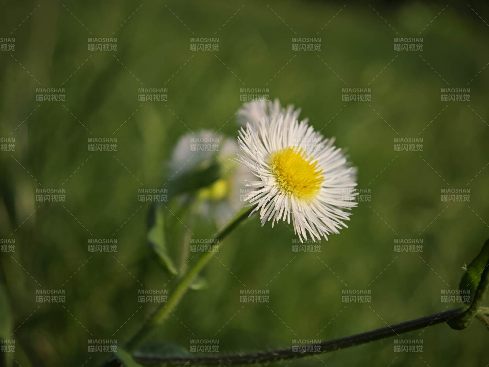 野菊绽放 绿意盎然图片